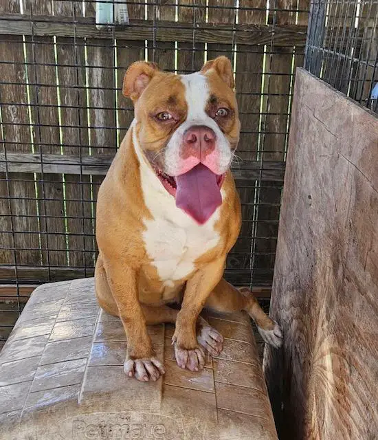 Freya Of Strong Side Bulldogs