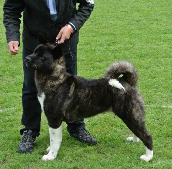 TACHIRA Śnieżne Zjawisko