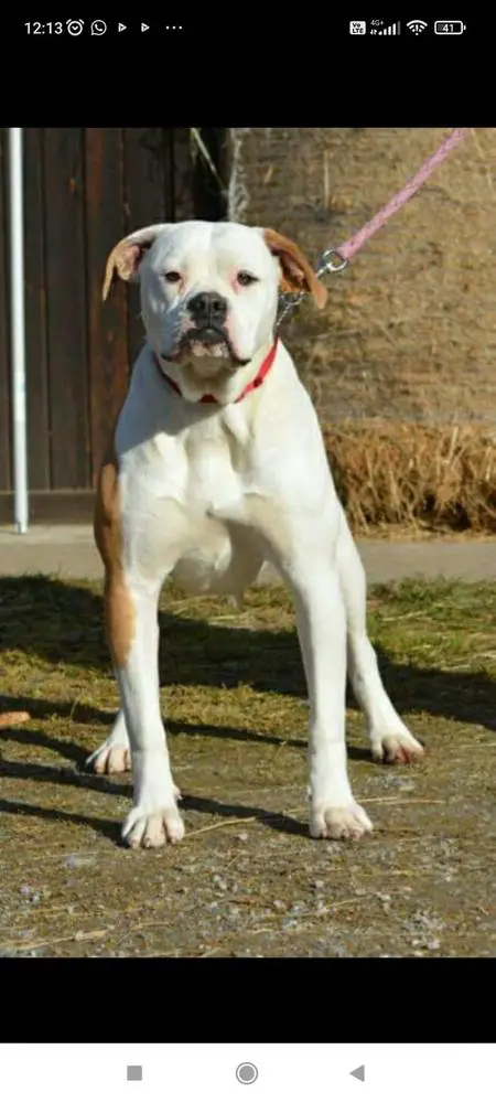 Danibull's Tata