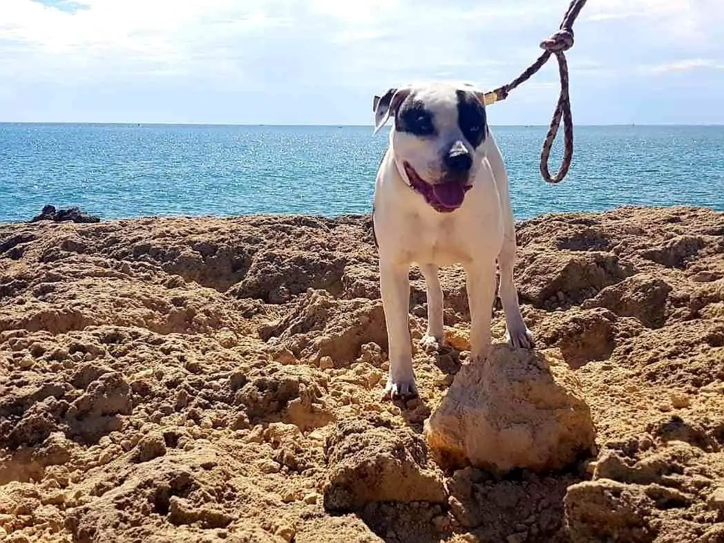 Clyde of Pedigree American Bulldogs Australia
