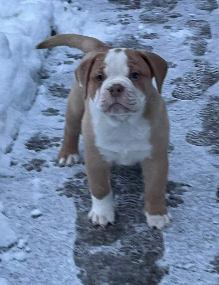 ROYALBULLS ZEUS