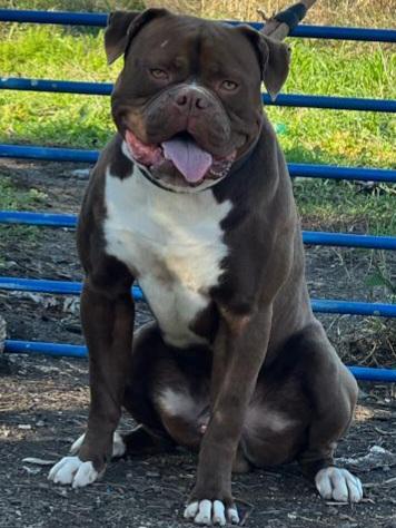 Bomberbulls Capone of Bullfellas
