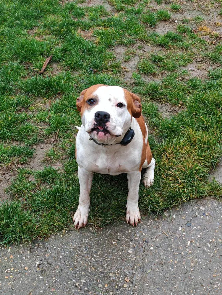 Robustaff Strong Red Rose