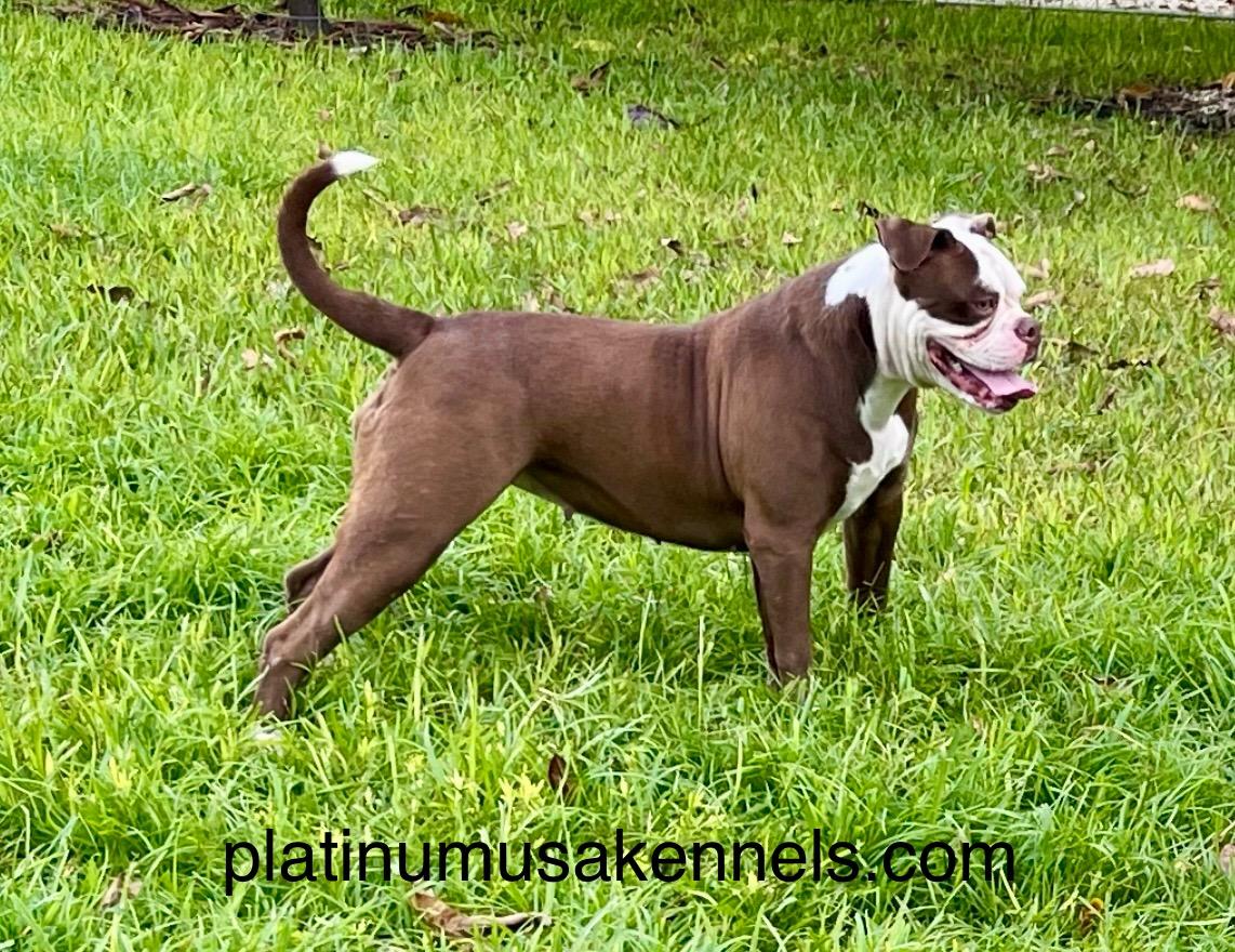 Platinum's Havana Of Platinum USA