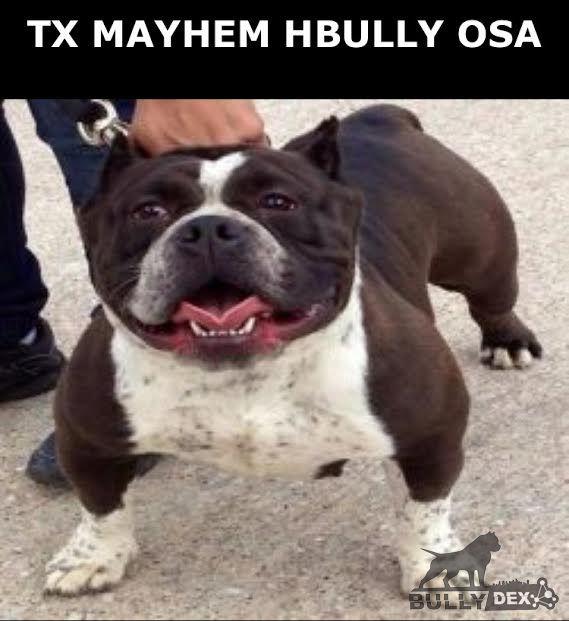 Tx Mayhem hbully OSA