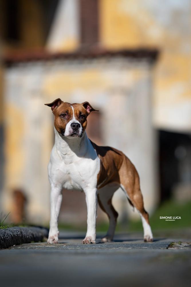 Southern Bolt’s Diamante De Paco