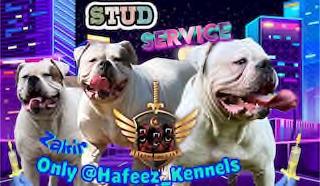 HAFEEZ KENNEL ZAAKIR
