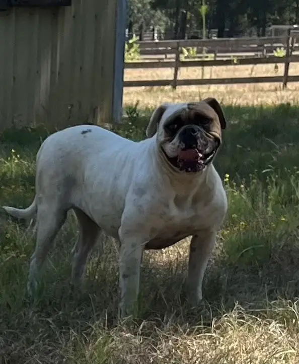 MATLOCK BULLENE