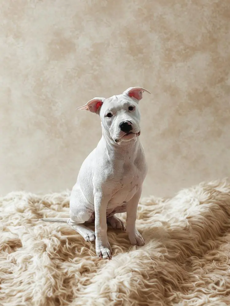 Robustaff Gangsta Girl