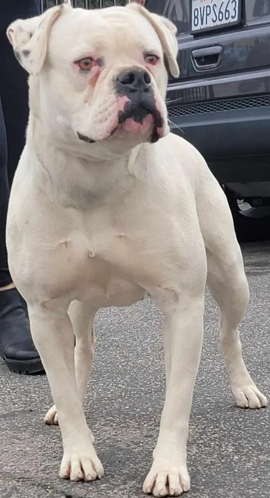 Vanity Remdog