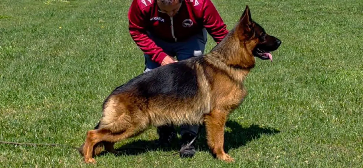 F.Rexx de la Nació Catalana