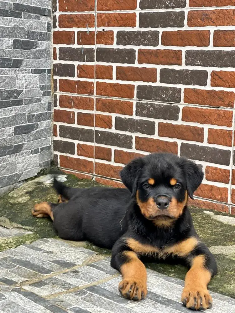 Shirley of Cachi kennels