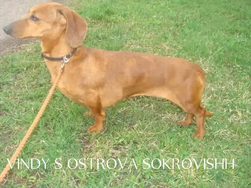 VINDY S OSTROVA SOKROVISHH (MINI)