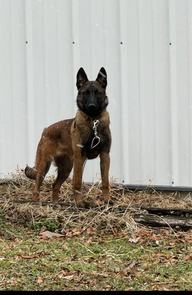 Ember QueenCalibras House