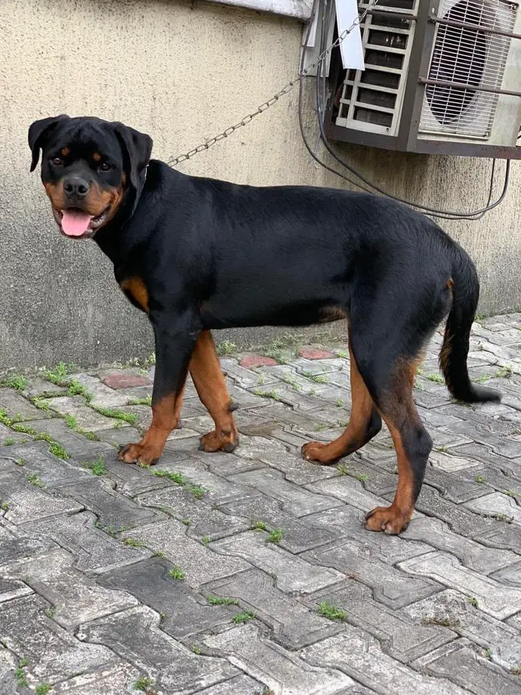 DUFFY OF DEREK'S ROTT