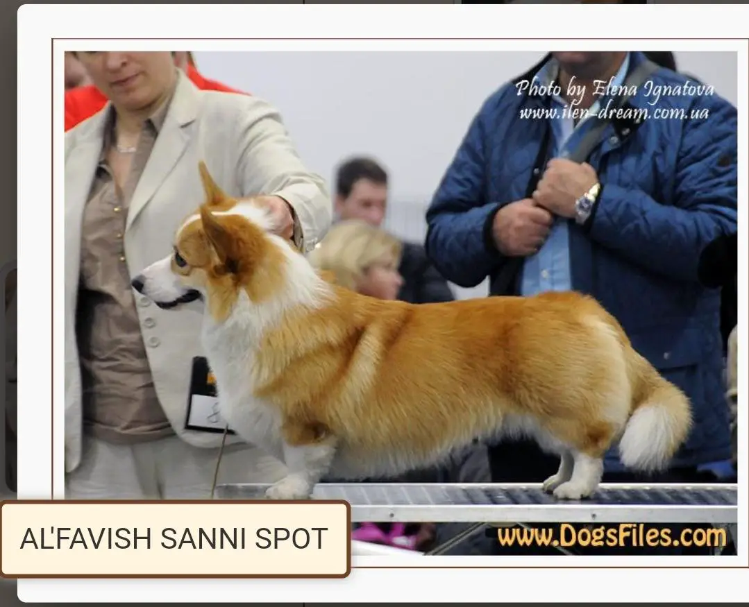 Alfawish Sanni Spot
