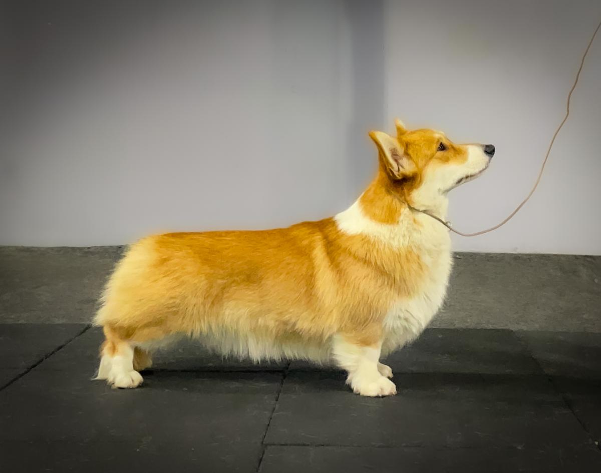 Plazma DOG FM