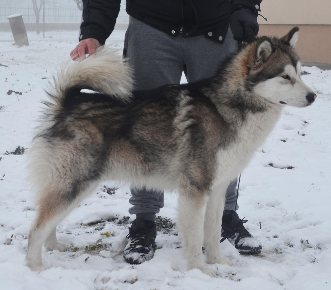 Arctic Kings DEMON