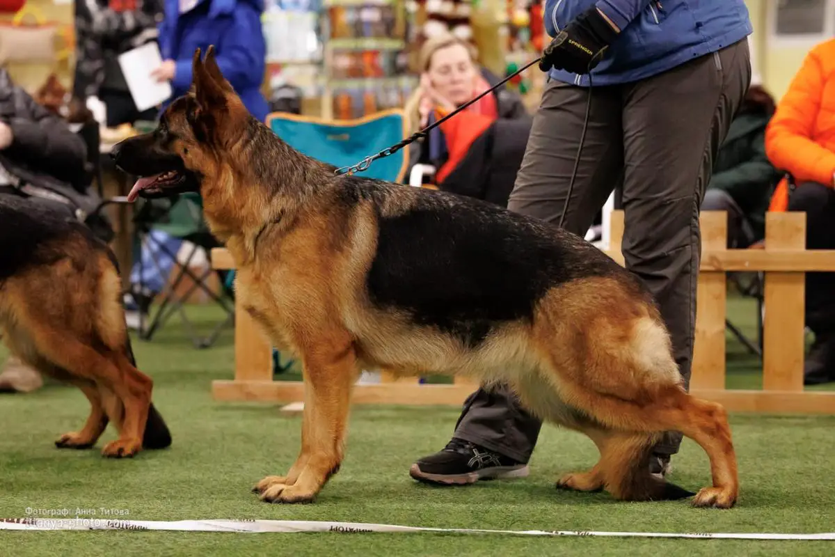 MINE FIRE HUND JUMMA