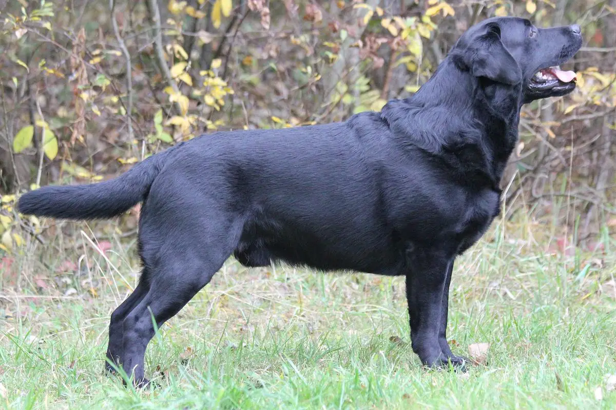 BLACK VELVET MEDZIOTOJU SVAJONE