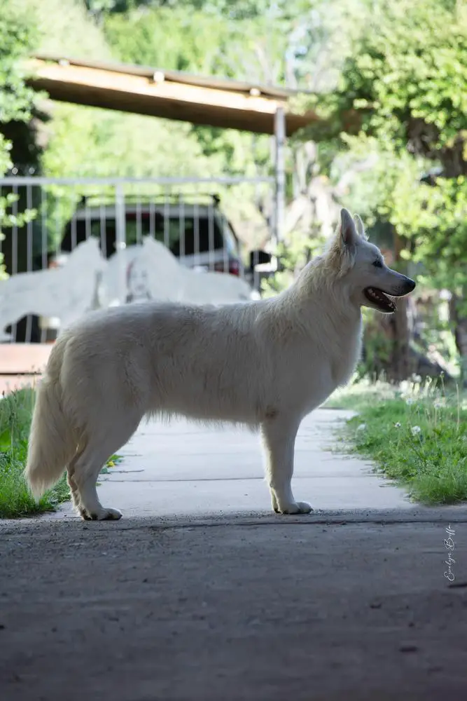 Queen Sarabi Zeichen von Wolf