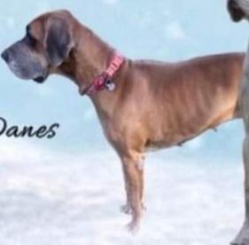 Liam's Rhea Rose (BGD)