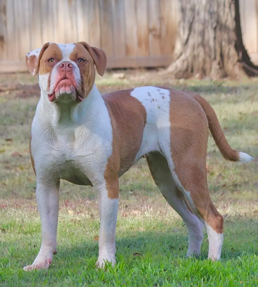 BullyBadass's Slammin Sammi
