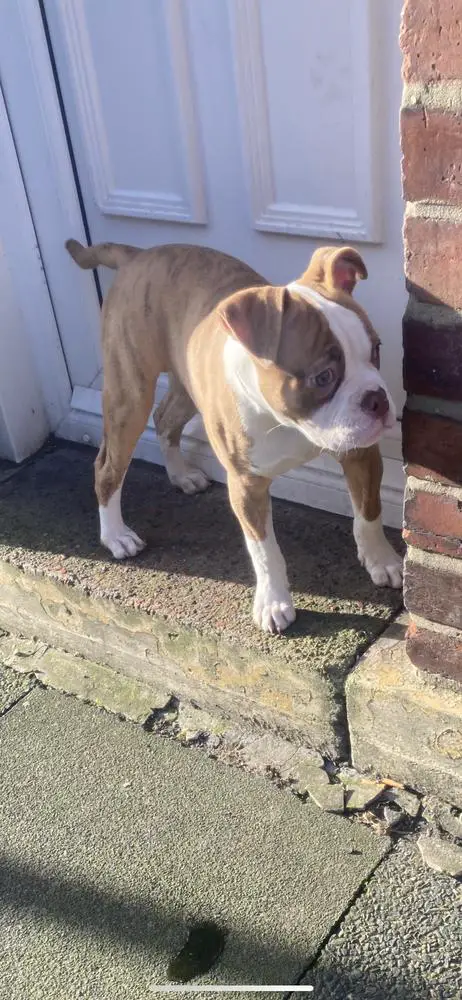 Newcastle bullies baby bomber