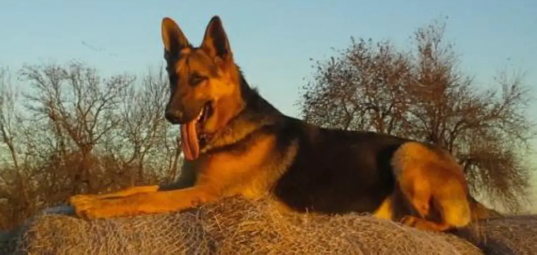 T Y J Mr Deeks Baron Bear Von Mulder