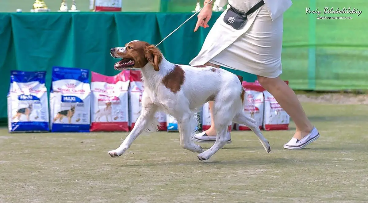 AMIGO VOM JAGDHUNDEGESTIRN