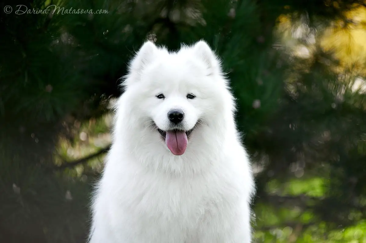 Ellada Smiling Snowdance