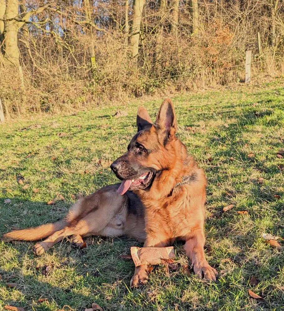 Vico von Groß-Zünder