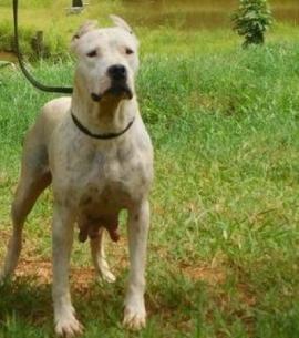 TALLEA EMBRYO BRAZIL