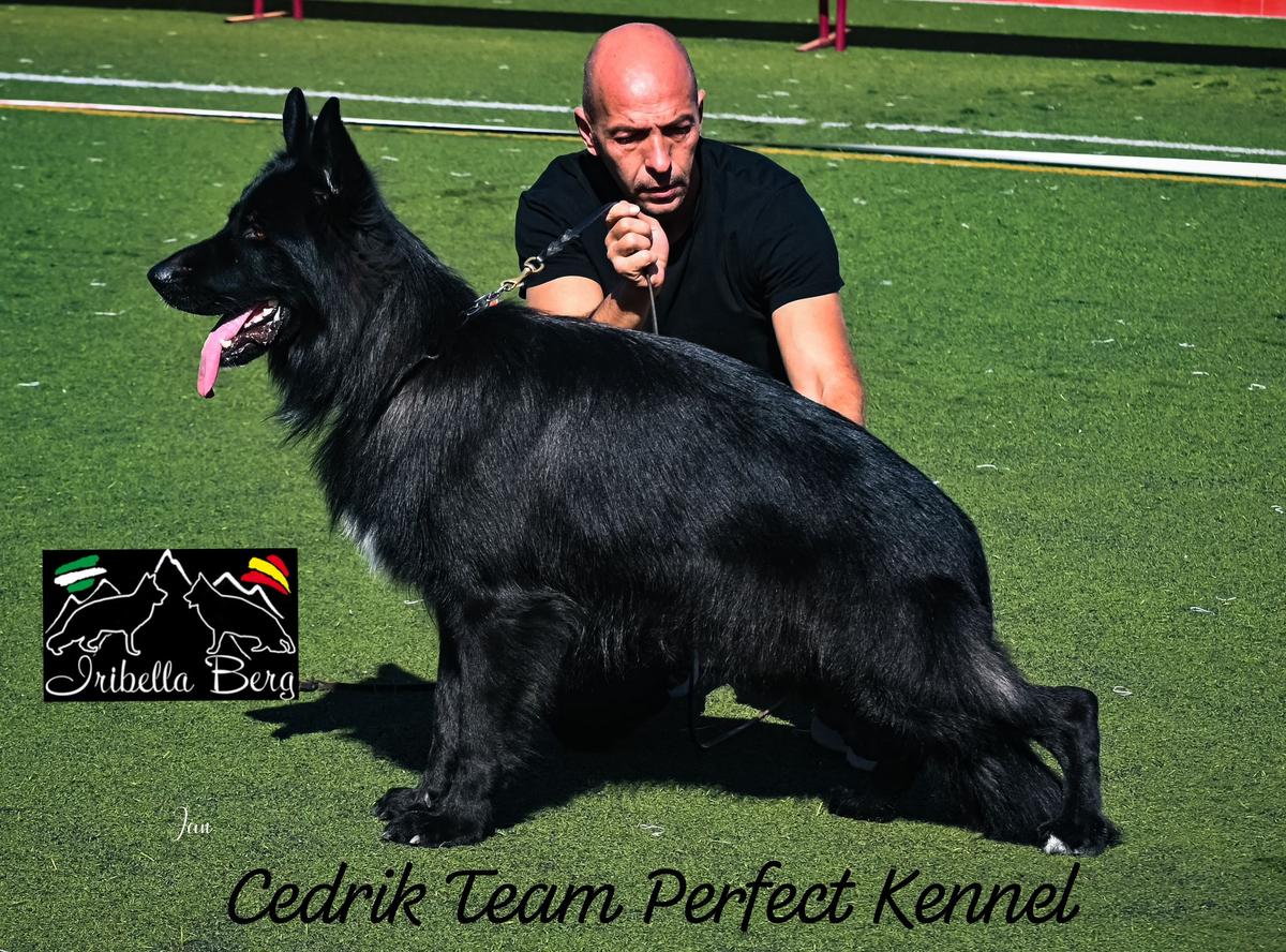 Cedrik Team Perfect Kennel