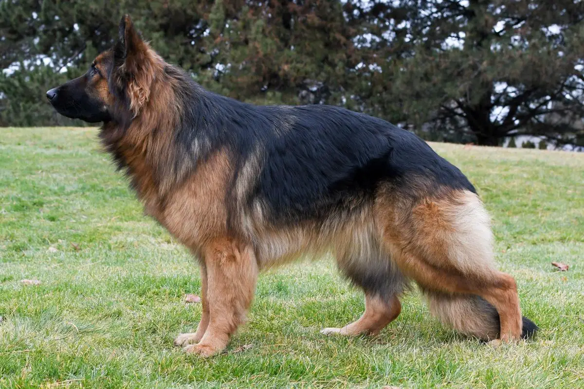 Wonder Vom Tiltonhaus