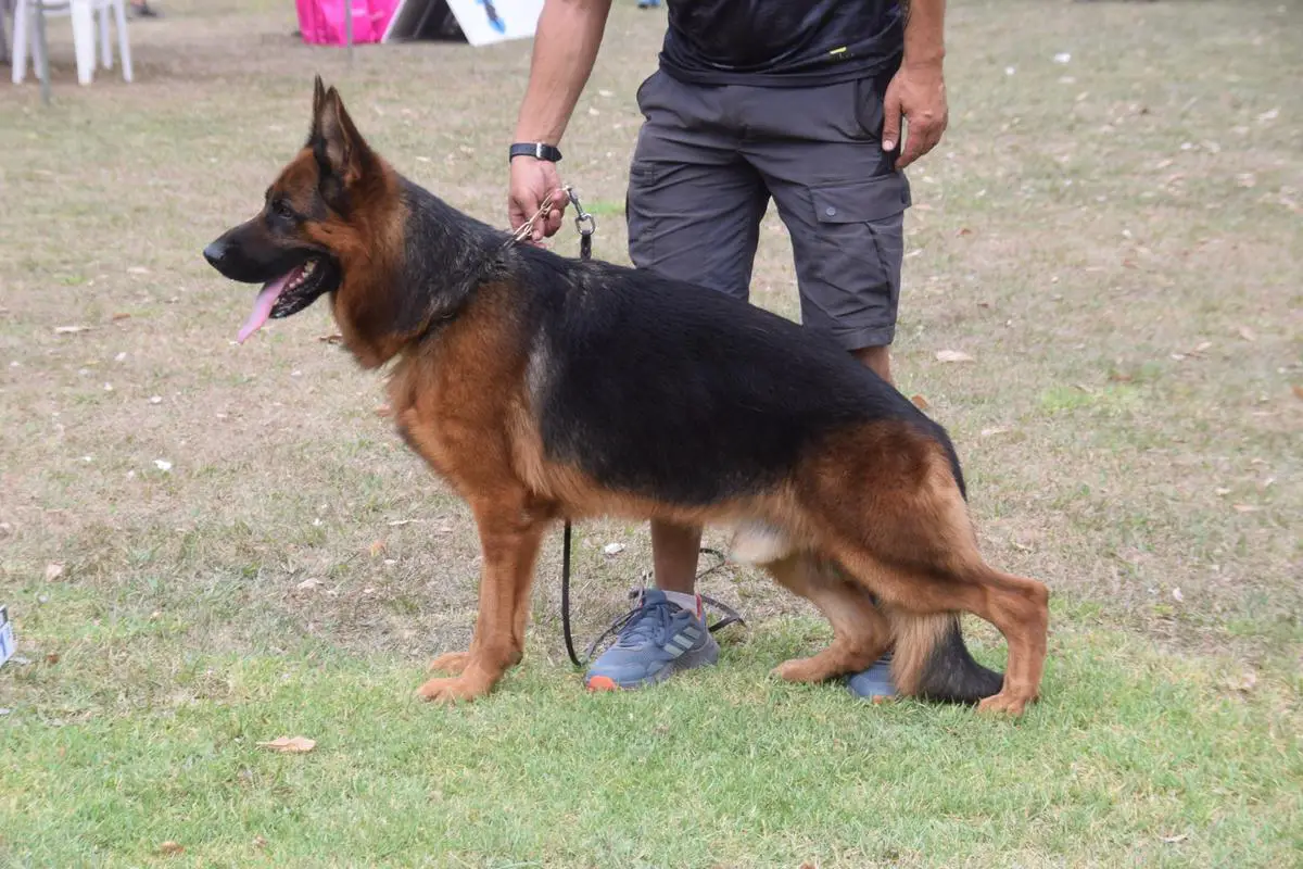 Héctor von del Lauti