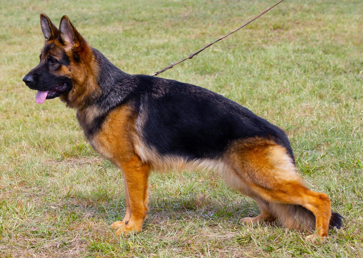 Fiesta vom Mittelwest