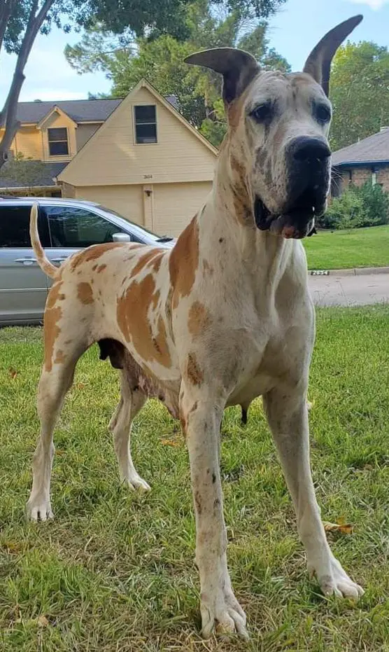 Scoober Danes Girl Under The Floor