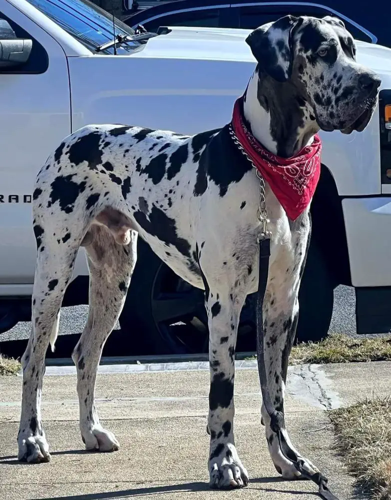 Boone Perry Creek Danes
