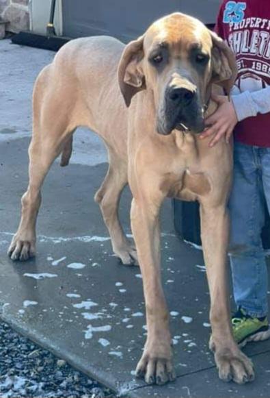 RKN S Reece E Cup Perry Creek Danes