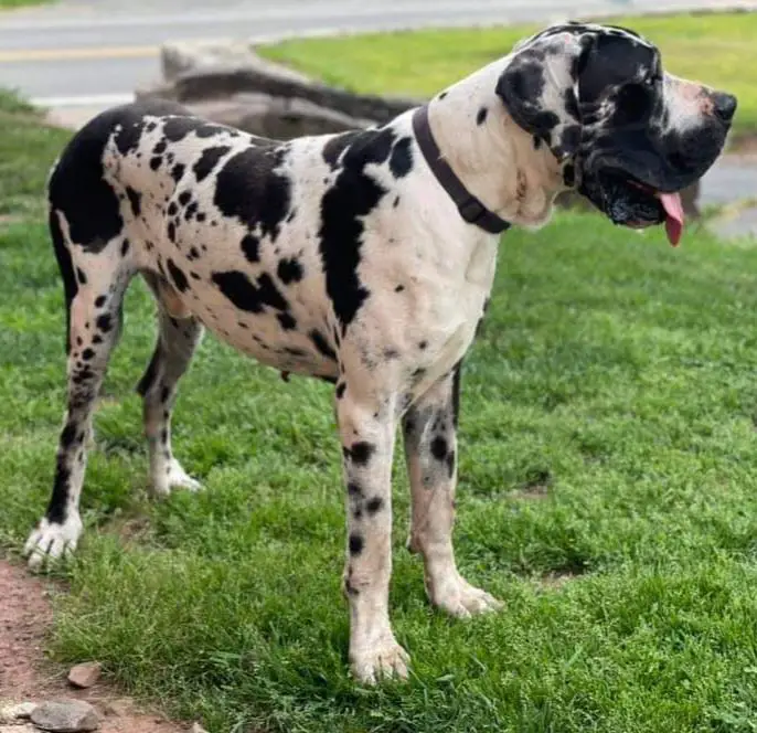 Beau Duke Jr Bear Perry Creek Danes