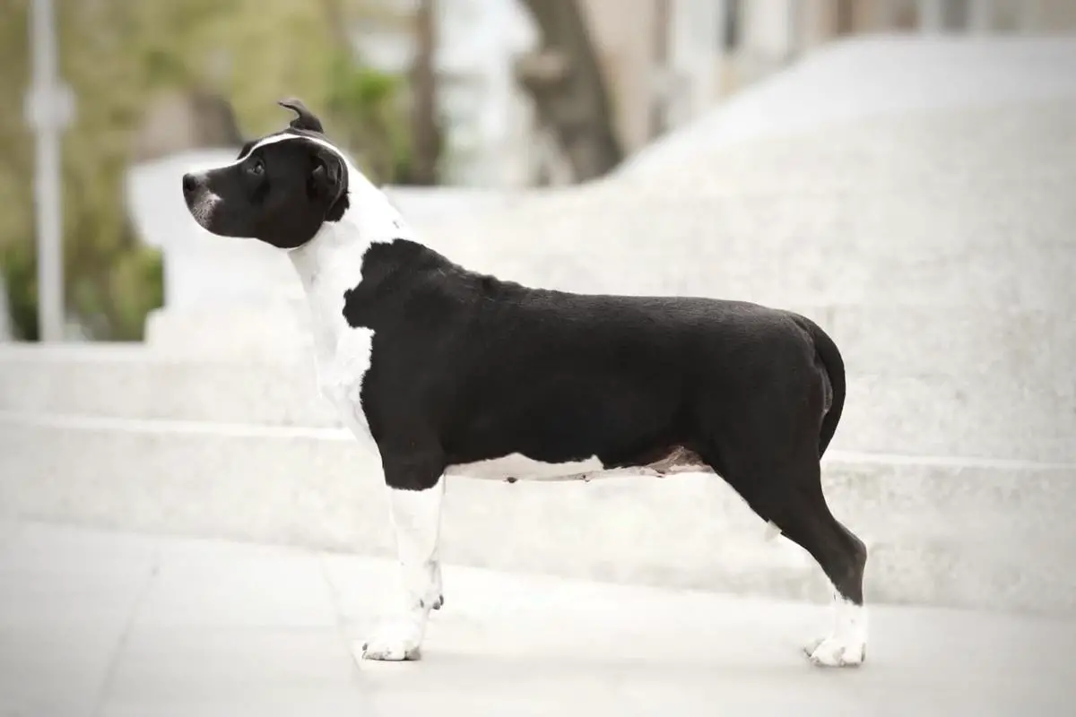 Veggy (2019)