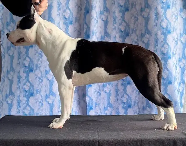 Malones Waggy Maggy