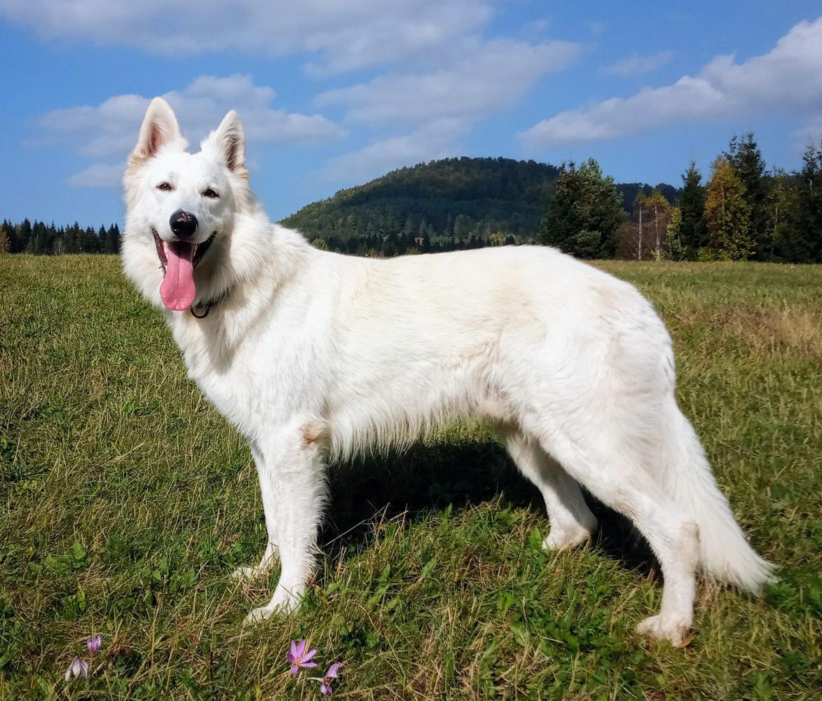 CINKY BŠO z Ložinského dvora