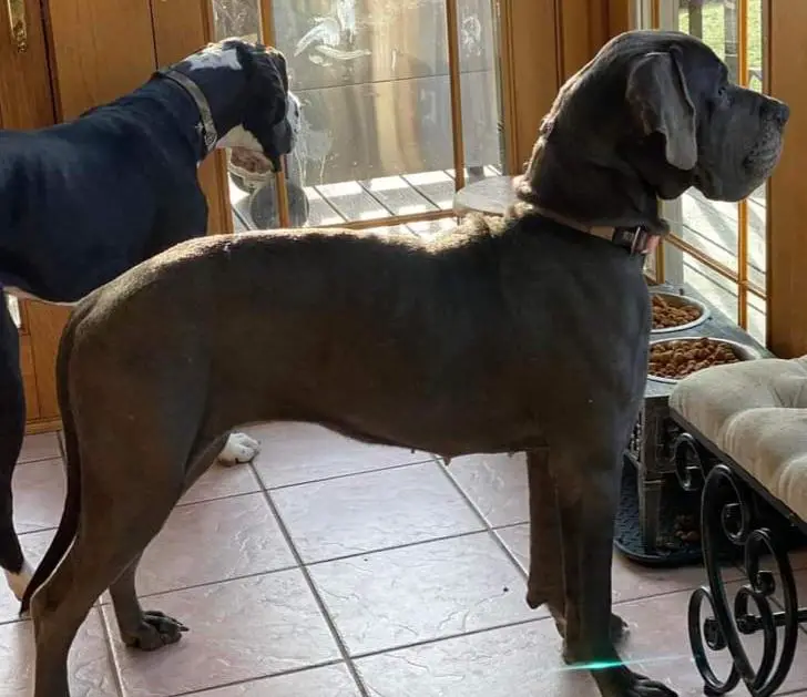 Zola Of Chickaree Mountain Danes