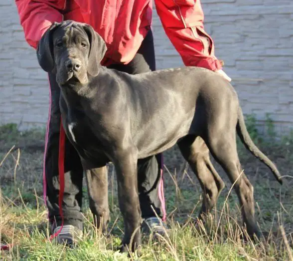 Mickey-N Della Zaida Nera