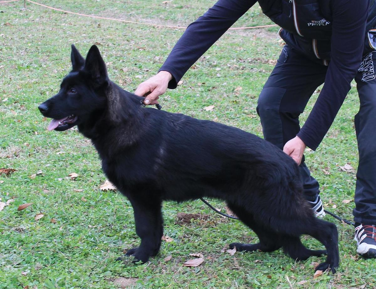 Axia VA Megalis