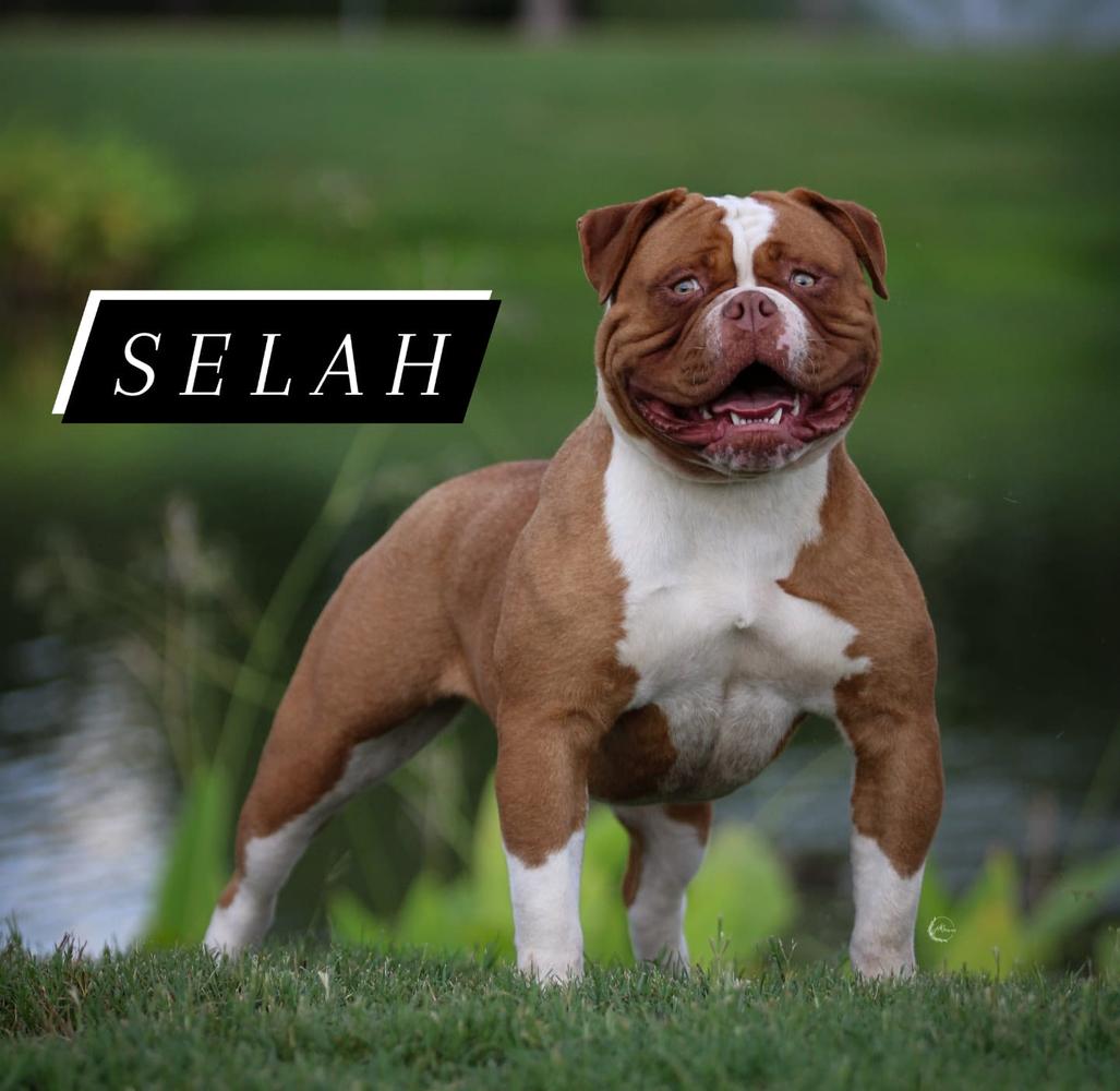 High Kingdom Selah
