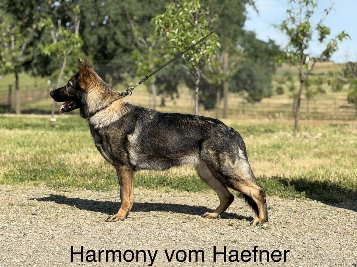 Harmony Vom Haefner