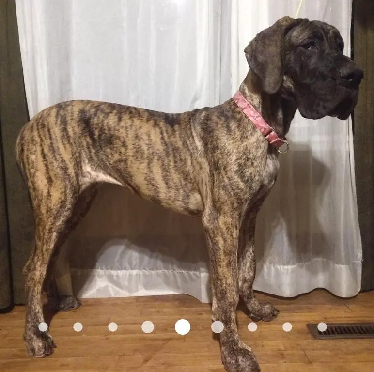 Walls Danes Cindermoon Calliope
